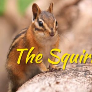 Cute Squirrels Chipmunks