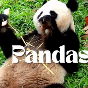 pandas Cute Pandas